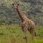 Una giraffa del Capo cammina di fronte nell'erba alta e verde, le macchie marrone chiaro dai bordi irregolari, una collina boscosa del cratere dietro di lei