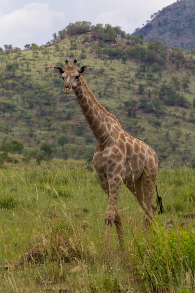 Una giraffa del Capo cammina di fronte nell'erba alta e verde, le macchie marrone chiaro dai bordi irregolari, una collina boscosa del cratere dietro di lei