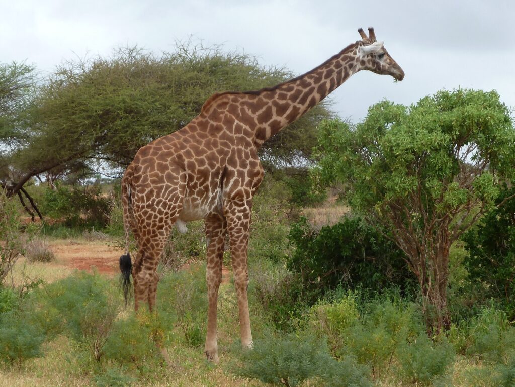 Una giraffa masai dalle macchie frastagliate di profilo tra cespugli verdi e un'acacia, una pista di terra rossa a sinistra