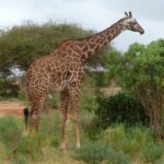 Una giraffa masai dalle macchie frastagliate di profilo tra cespugli verdi e un'acacia, una pista di terra rossa a sinistra