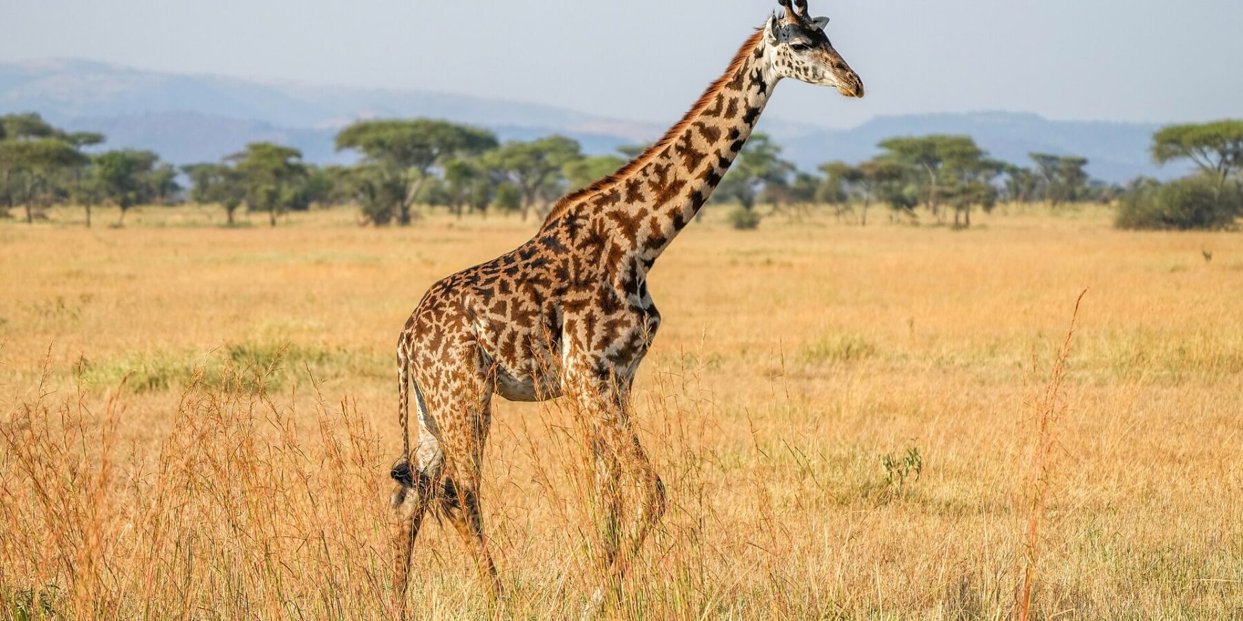 Una giraffa masai cammina di profilo nell'erba alta e gialla, con macchie scure a forma di foglie frastagliate, acacie a ombrello e colline azzurre dietro