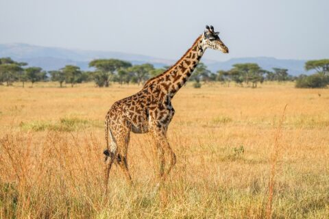 Una giraffa masai cammina di profilo nell'erba alta e gialla, con macchie scure a forma di foglie frastagliate, acacie a ombrello e colline azzurre dietro
