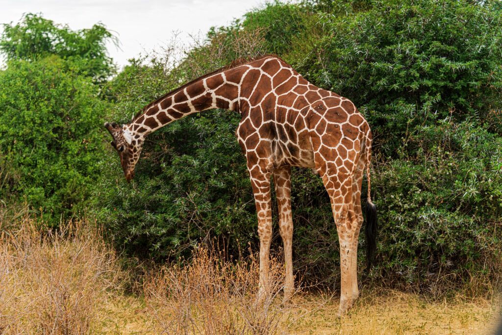 Una giraffa reticolata piega il lungo collo verso il basso per brucare un cespuglio verde, il mantello a rete bruno-rossiccio ben visibile
