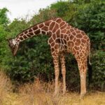 Una giraffa reticolata piega il lungo collo verso il basso per brucare un cespuglio verde, il mantello a rete bruno-rossiccio ben visibile
