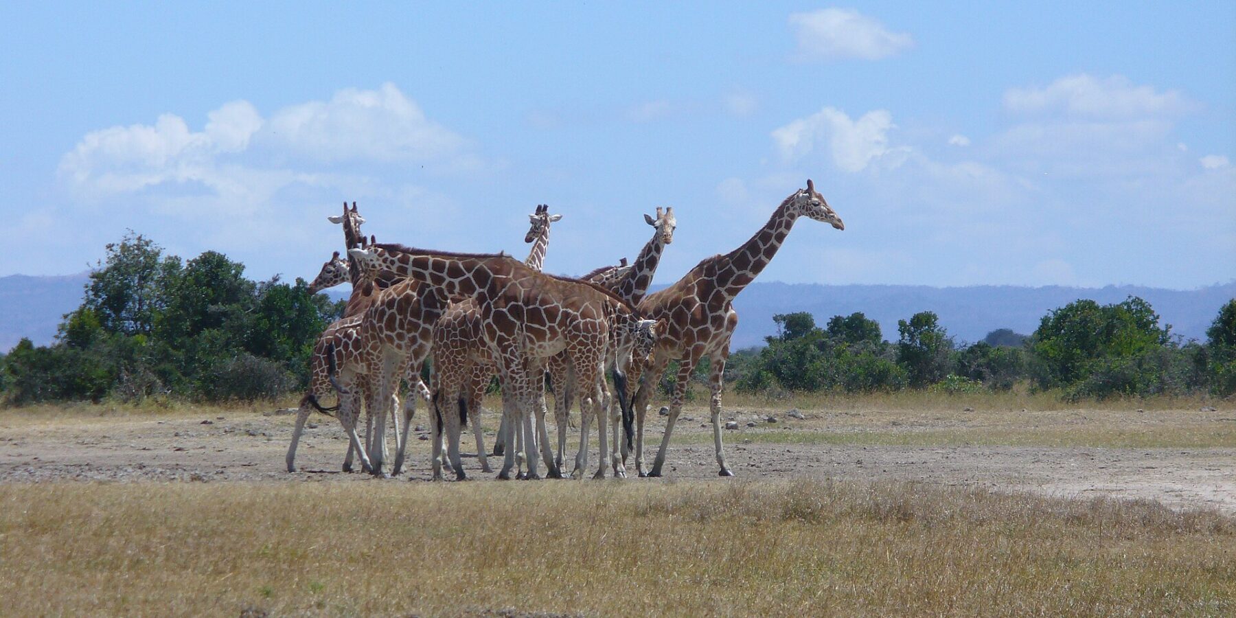 Sei giraffe reticolate strette in gruppo in una pianura di erba secca, con le macchie a poligoni netti, davanti a una fila di alberi e a colline azzurre