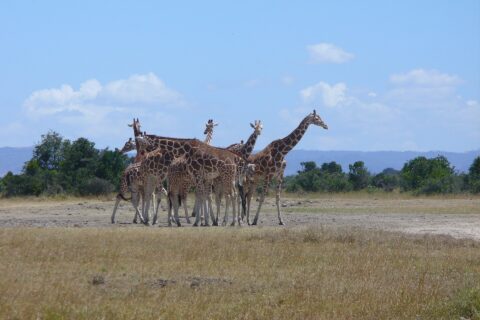 Sei giraffe reticolate strette in gruppo in una pianura di erba secca, con le macchie a poligoni netti, davanti a una fila di alberi e a colline azzurre