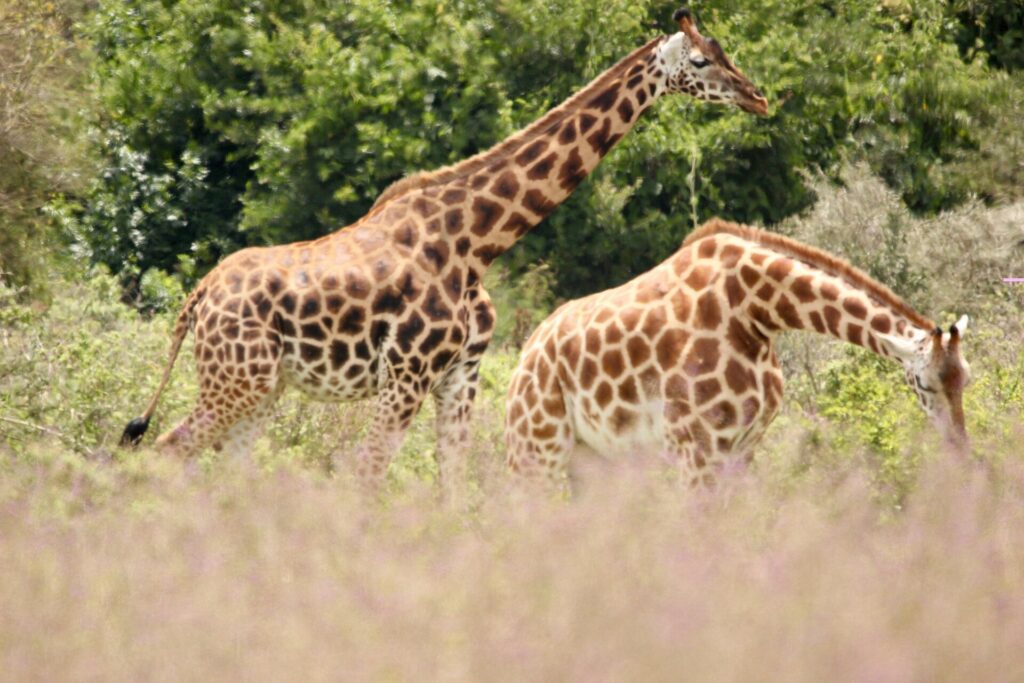 Due giraffe di Rothschild con le zampe bianche sotto il ginocchio camminano nell'erba alta rosata davanti a cespugli verdi