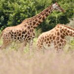 Due giraffe di Rothschild con le zampe bianche sotto il ginocchio camminano nell'erba alta rosata davanti a cespugli verdi