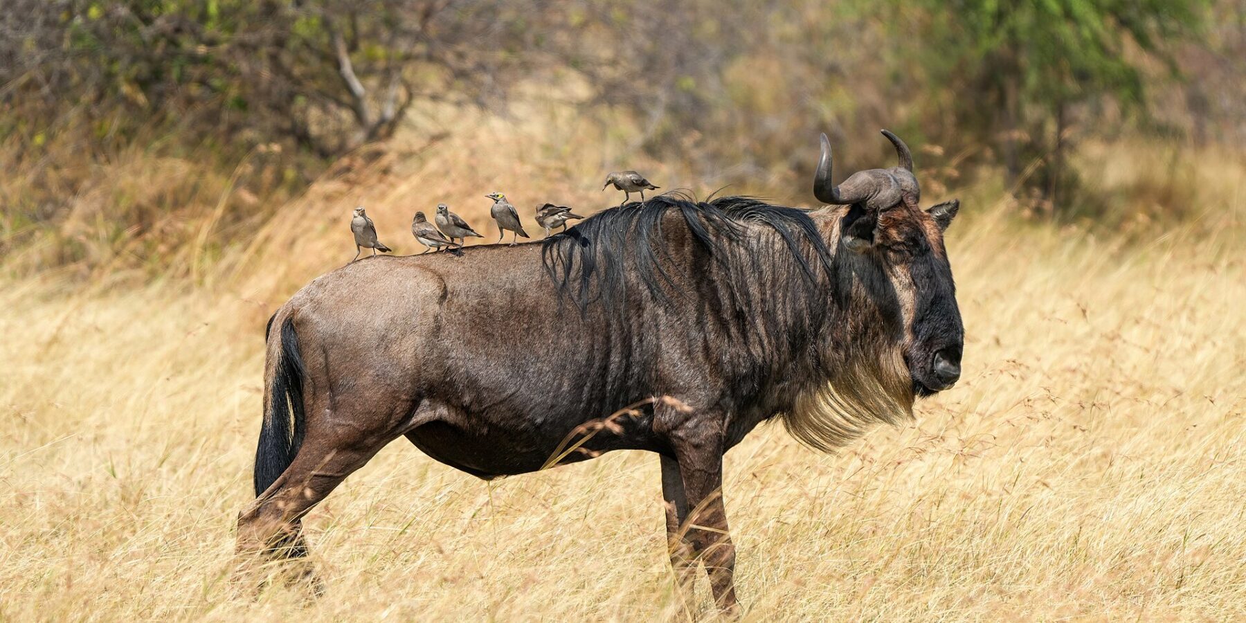 Uno gnu di profilo nell'erba secca, barba chiara e criniera nera, con sei storni posati sul dorso