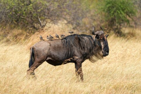 Uno gnu di profilo nell'erba secca, barba chiara e criniera nera, con sei storni posati sul dorso