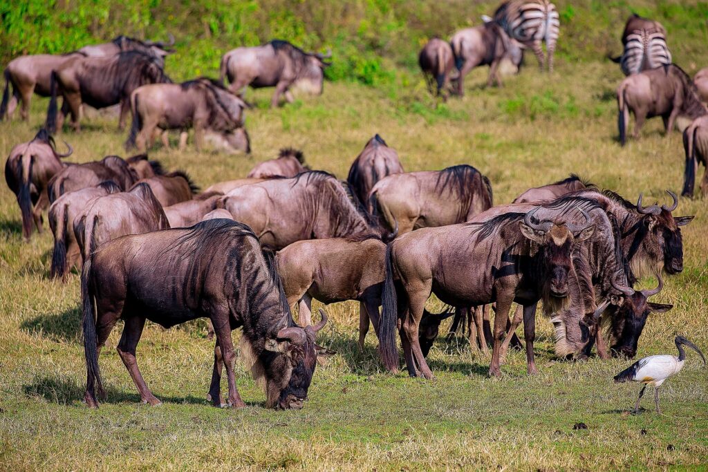 Una mandria di gnu bruca l'erba verde, due zebre dietro e un ibis sacro in primo piano