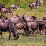Una mandria di gnu bruca l'erba verde, due zebre dietro e un ibis sacro in primo piano