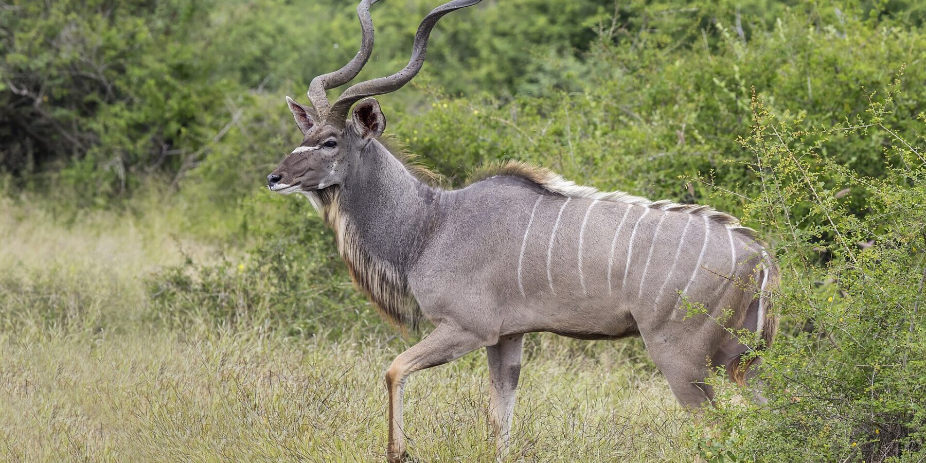 Un kudu maggiore maschio cammina di profilo nell'erba alta, con grandi corna a spirale, il manto grigio striato di bianco, una V bianca tra gli occhi e una barba sotto il collo