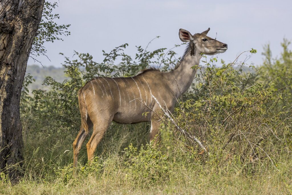 Una femmina di kudu maggiore senza corna, dal manto fulvo striato di bianco e dalle grandi orecchie, con una bufaga aggrappata al collo, in piedi davanti a dei cespugli