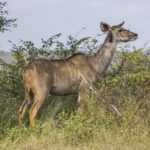 Una femmina di kudu maggiore senza corna, dal manto fulvo striato di bianco e dalle grandi orecchie, con una bufaga aggrappata al collo, in piedi davanti a dei cespugli