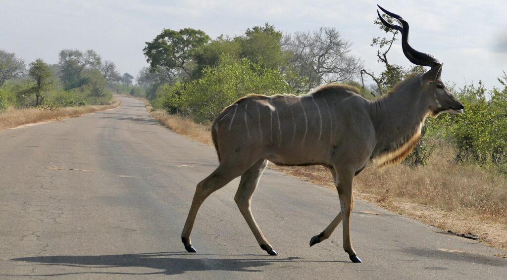 Un kudu maggiore maschio attraversa al passo una strada asfaltata, le corna a spirale erette, il fianco grigio striato di bianco, erba secca e boscaglia ai due lati