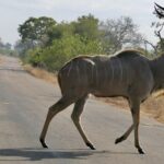 Un kudu maggiore maschio attraversa al passo una strada asfaltata, le corna a spirale erette, il fianco grigio striato di bianco, erba secca e boscaglia ai due lati