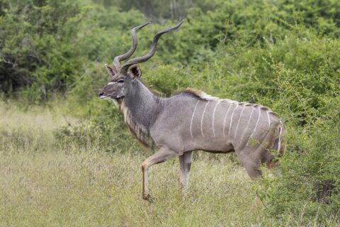Un kudu maggiore maschio cammina di profilo nell'erba alta, con grandi corna a spirale, il manto grigio striato di bianco, una V bianca tra gli occhi e una barba sotto il collo