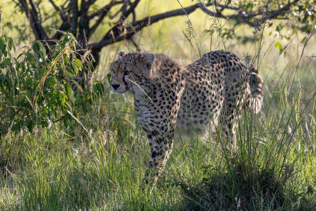 Un ghepardo avanza nell'erba alta e verde sotto un cespuglio, la testa girata verso sinistra, in controluce