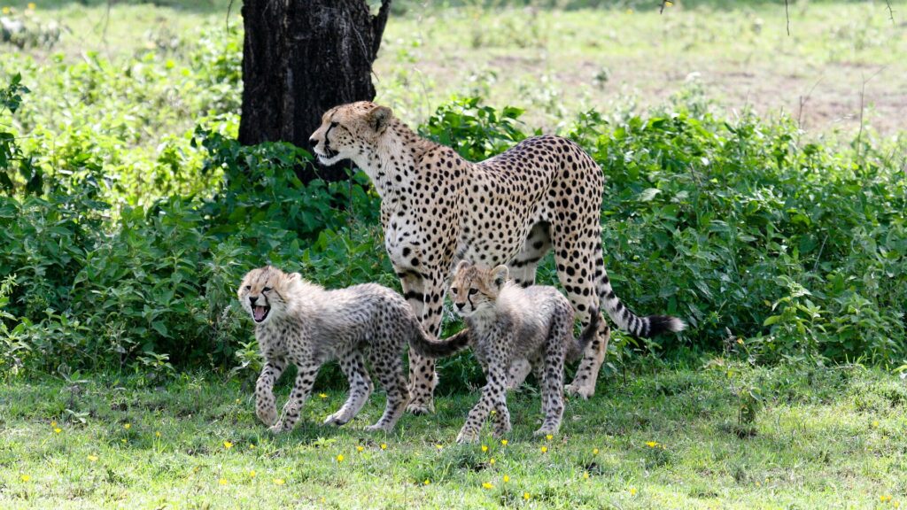 Una femmina di ghepardo in piedi davanti a un tronco, con due piccoli dal manto grigio e arruffato ai suoi piedi nell'erba verde fiorita