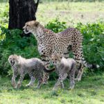 Una femmina di ghepardo in piedi davanti a un tronco, con due piccoli dal manto grigio e arruffato ai suoi piedi nell'erba verde fiorita