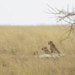 Tre ghepardi sdraiati nell'erba alta e gialla, due con la testa alzata verso sinistra, un ramo di acacia sopra di loro