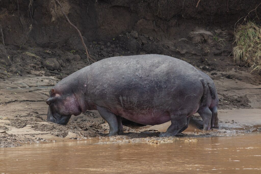 Un ippopotamo solitario esce dall'acqua marrone e cammina sulla sponda fangosa, la testa bassa, davanti a una scarpata di terra scura