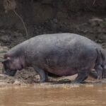 Un ippopotamo solitario esce dall'acqua marrone e cammina sulla sponda fangosa, la testa bassa, davanti a una scarpata di terra scura