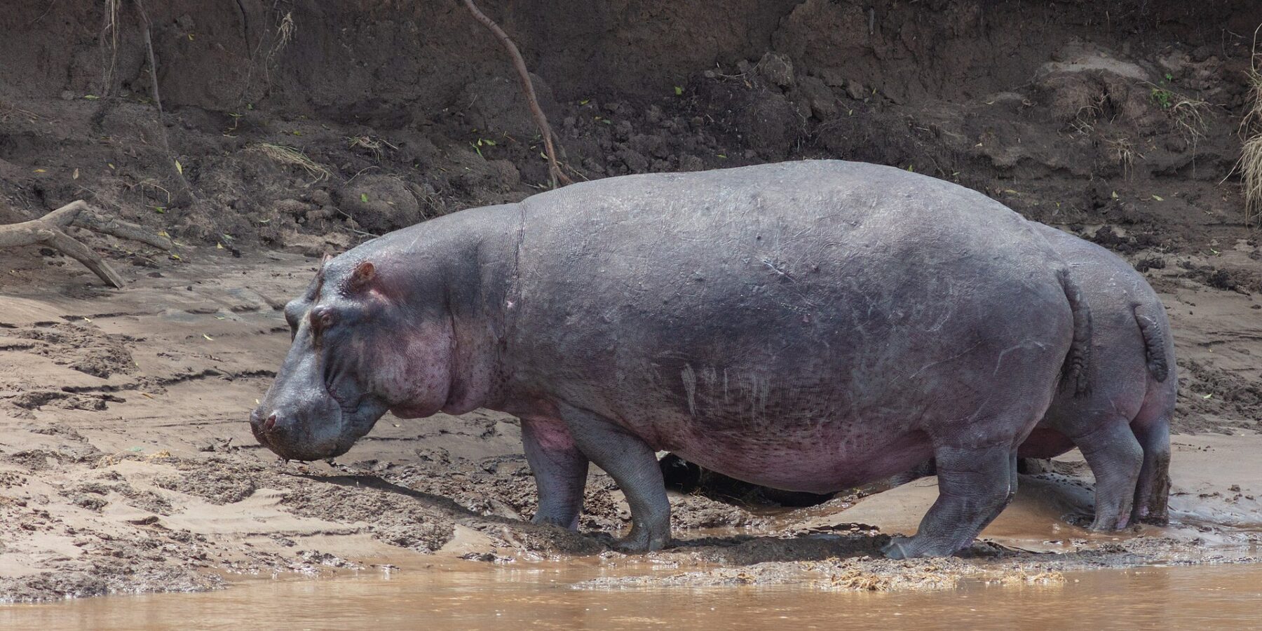 Un ippopotamo di profilo cammina sulla riva fangosa vicino all'acqua marrone, davanti a una scarpata di terra nera con radici pendenti