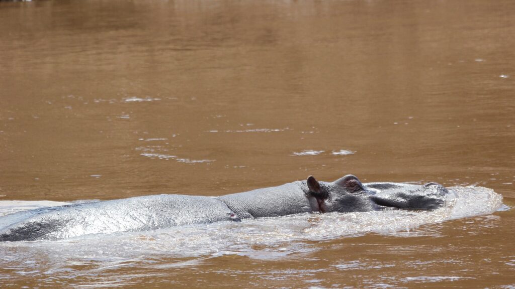 Il dorso e la testa di un grosso ippopotamo maschio affiorano dall'acqua marrone e veloce del fiume, con orecchie e occhio che sporgono appena