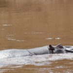 Il dorso e la testa di un grosso ippopotamo maschio affiorano dall'acqua marrone e veloce del fiume, con orecchie e occhio che sporgono appena