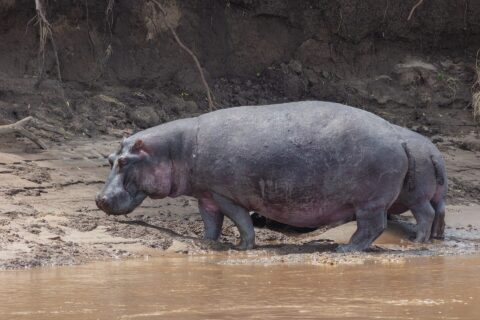 Un ippopotamo di profilo cammina sulla riva fangosa vicino all'acqua marrone, davanti a una scarpata di terra nera con radici pendenti