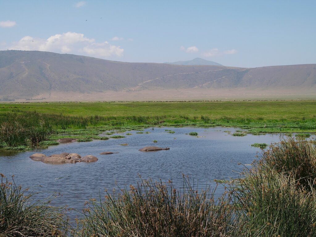 Ippopotami immersi in una pozza orlata di giunchi, una fila di gnu e la parete del cratere sullo sfondo