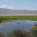 Ippopotami immersi in una pozza orlata di giunchi, una fila di gnu e la parete del cratere sullo sfondo