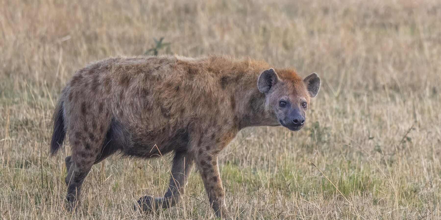 Una iena maculata cammina di profilo nell'erba secca e gira la testa verso l'obiettivo, dorso inclinato e orecchie rotonde