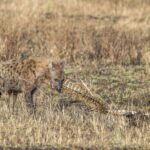 Una iena maculata rosicchia la colonna vertebrale di una carcassa rinsecchita nell'erba gialla
