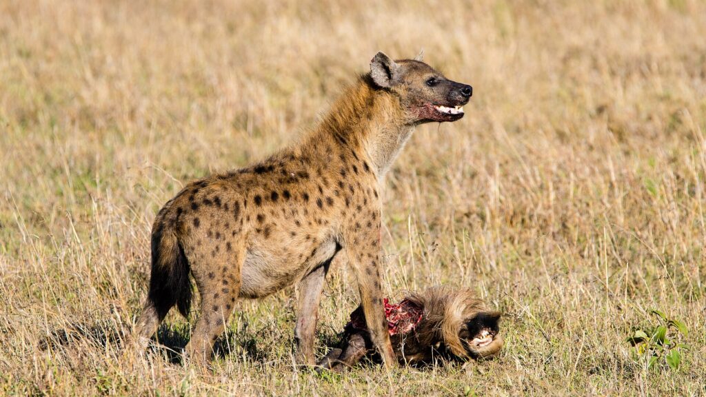Una iena maculata in piedi sopra la testa di uno gnu, il muso macchiato di sangue e le fauci socchiuse, nell'erba secca