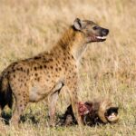 Una iena maculata in piedi sopra la testa di uno gnu, il muso macchiato di sangue e le fauci socchiuse, nell'erba secca