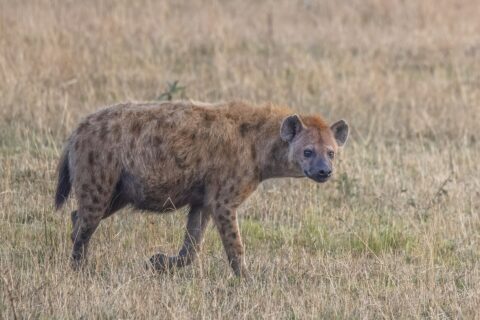 Una iena maculata cammina di profilo nell'erba secca e gira la testa verso l'obiettivo, dorso inclinato e orecchie rotonde