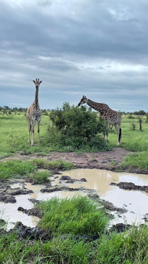 Due giraffe nella savana verde, vicino a una pozza d'acqua, sotto un cielo grigio