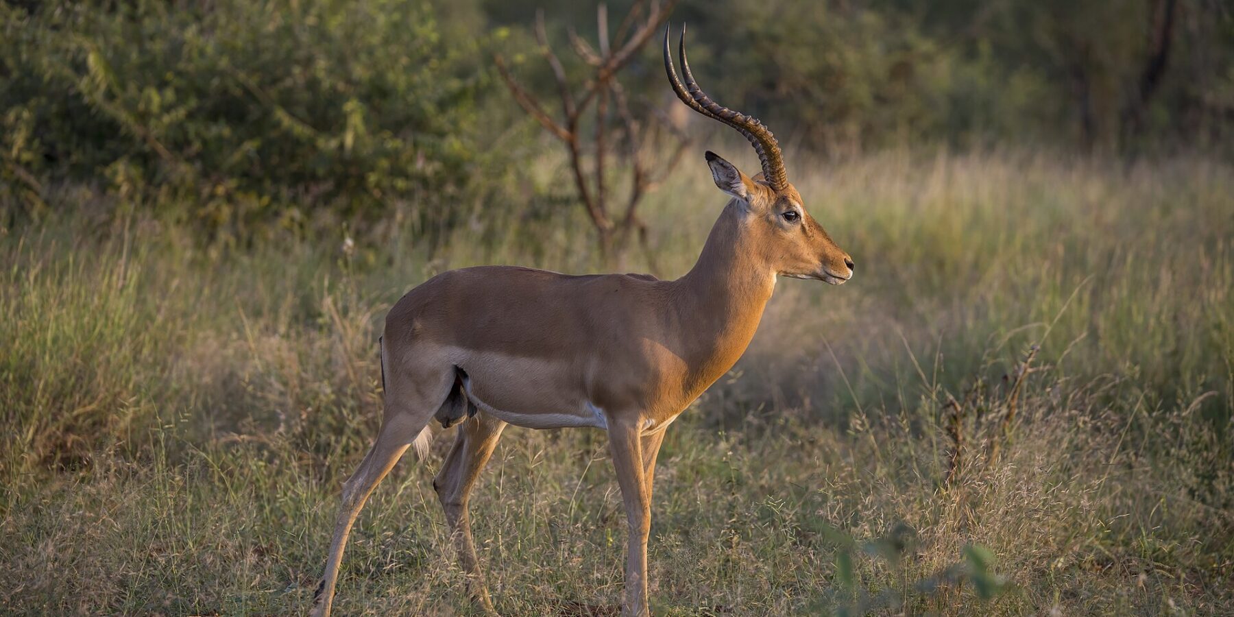 Un impala maschio di profilo nella luce dorata della sera, con le corna anellate a forma di lira, il dorso rossiccio, il ventre bianco e i ciuffi neri sopra gli zoccoli posteriori