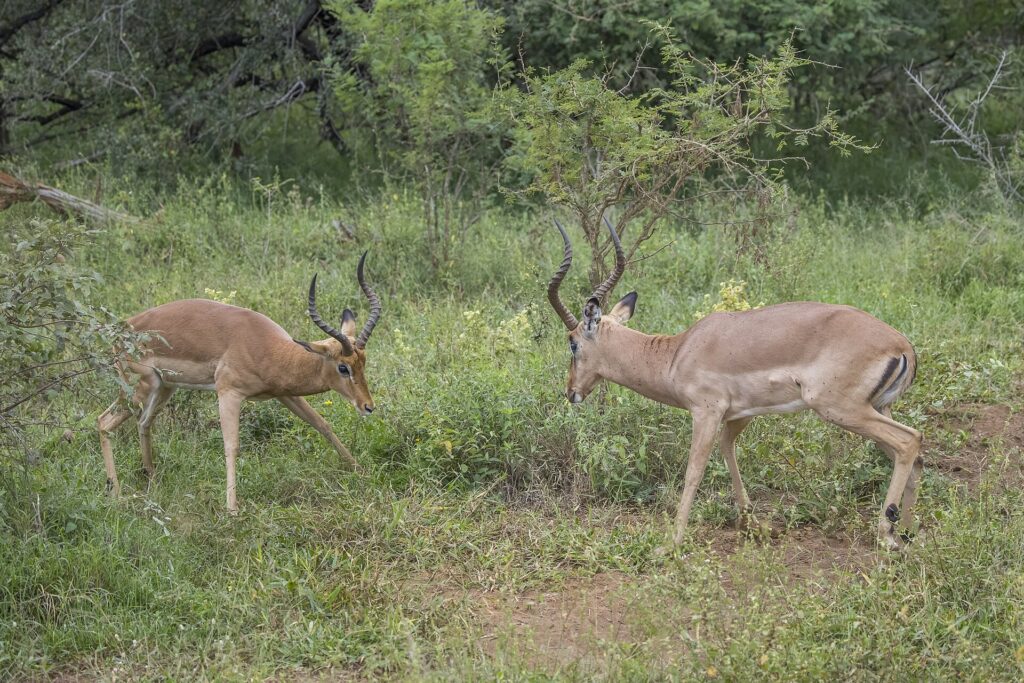 Due impala maschi faccia a faccia nella vegetazione verde, la testa bassa e le corna a lira pronte a scontrarsi