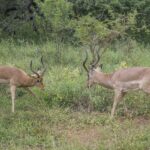 Due impala maschi faccia a faccia nella vegetazione verde, la testa bassa e le corna a lira pronte a scontrarsi