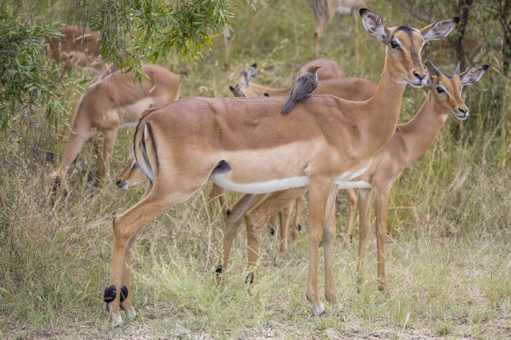 Una femmina di impala con una bufaga beccorosso posata sul dorso, un giovane maschio al suo fianco e la mandria che bruca dietro nella boscaglia verde, con le strisce nere della groppa ben visibili