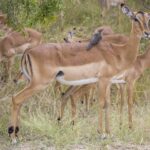 Una femmina di impala con una bufaga beccorosso posata sul dorso, un giovane maschio al suo fianco e la mandria che bruca dietro nella boscaglia verde, con le strisce nere della groppa ben visibili