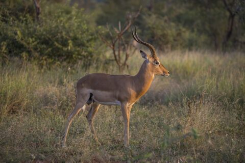 Un impala maschio di profilo nella luce dorata della sera, con le corna anellate a forma di lira, il dorso rossiccio, il ventre bianco e i ciuffi neri sopra gli zoccoli posteriori