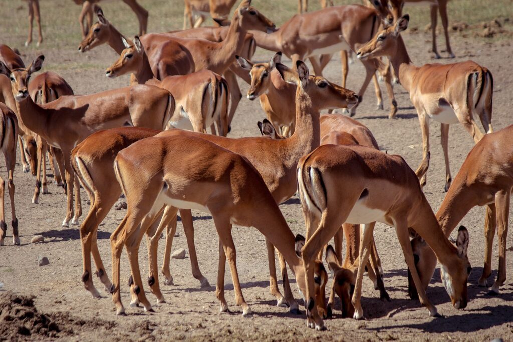 Un branco compatto di femmine di impala dal mantello rossiccio e bianco, in piedi o a testa bassa sulla terra secca
