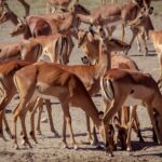 Un branco compatto di femmine di impala dal mantello rossiccio e bianco, in piedi o a testa bassa sulla terra secca