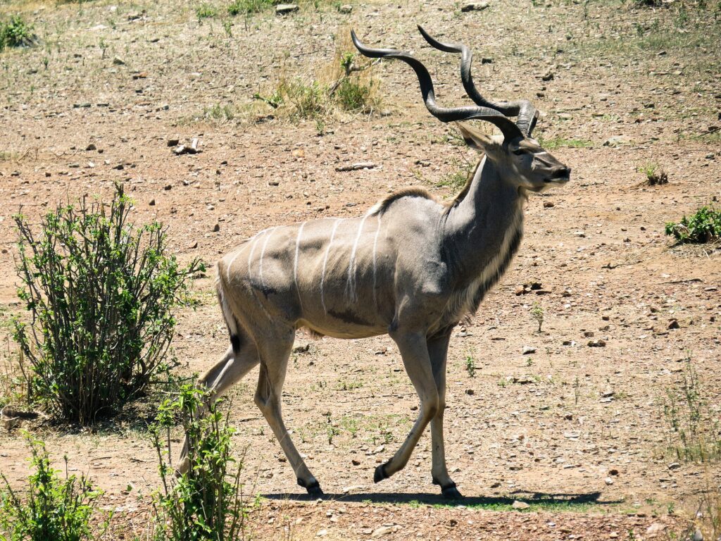 Un kudu maggiore maschio cammina su un terreno sassoso, corna a spirale e sottili strisce bianche sui fianchi