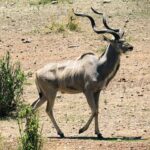 Un kudu maggiore maschio cammina su un terreno sassoso, corna a spirale e sottili strisce bianche sui fianchi